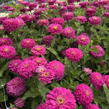 Zinnia elegans 'Uproar&trade; Rose' (314740)