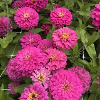 Zinnia elegans 'Uproar&trade; Rose' USPP29585P2