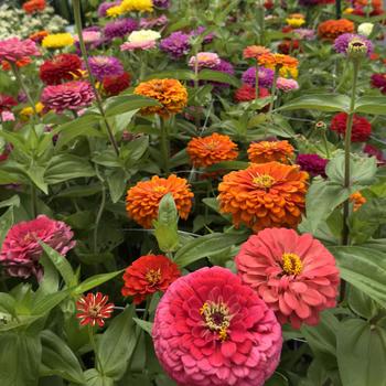 Zinnia elegans Benary's Giant 'Mix' (314742)