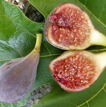 Ficus carica 'Celeste' 