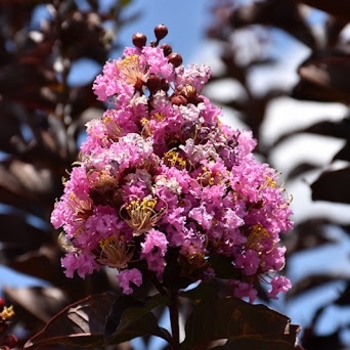 Lagerstroemia 'JM8' PP30,622