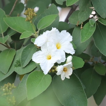 Cordia boissieri