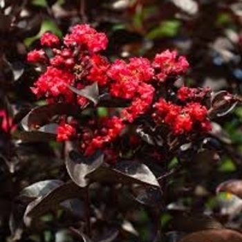 Lagerstroemia indica 'Crimson Red&trade;' 30,245
