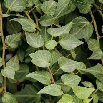Hedera helix 'Pittsburgh' 