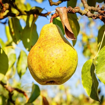 Pyrus communis 'Orient'