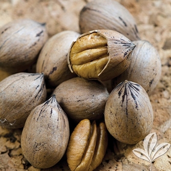 Carya illinoinensis 'Elliot' 