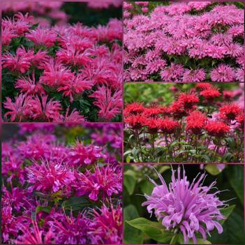 Monarda 'Bee-Lieve' PP30681