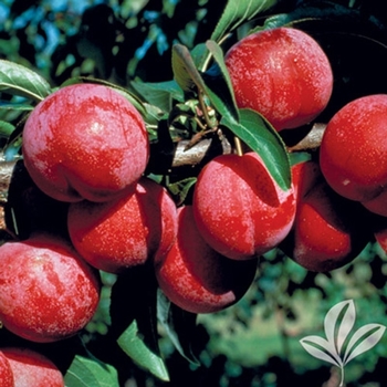 Pyrus salicina 'Bruce'