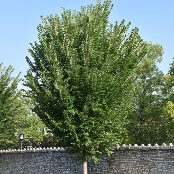 Ulmus americana 'Princeton' 