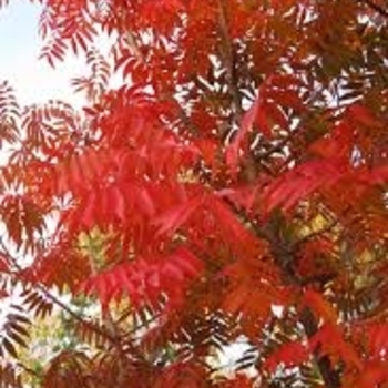 Pistacia chinensis 'Red Push'