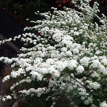 Spiraea cantoniensis