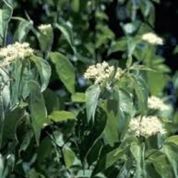 Cornus drummondii