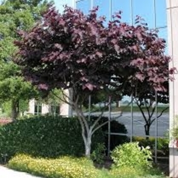Cercis canadensis 'Sparkling Wine&trade;' PP24927