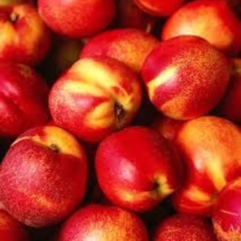 Prunus persica var. nucipersica 'Surecrop' 