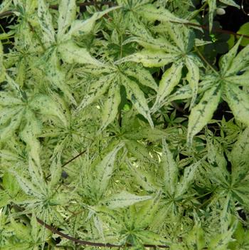 Acer palmatum 'Ukigumo' 