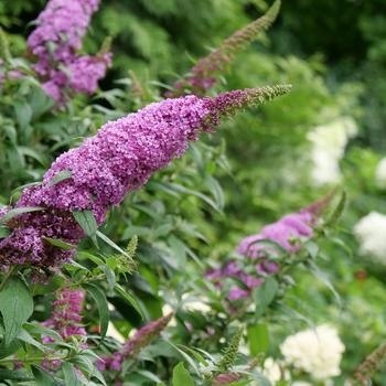 Buddleia 'Hocus Pocus' 