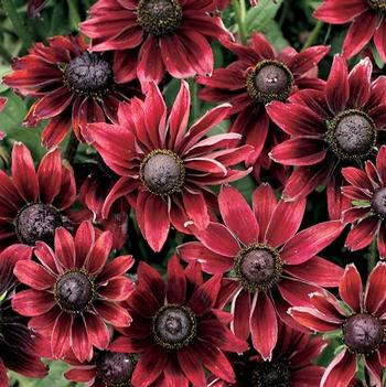 Rudbeckia hirta 'Cherry Brandy' 