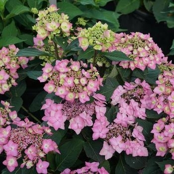 Hydrangea arborescens 'Ryan Gainey' 
