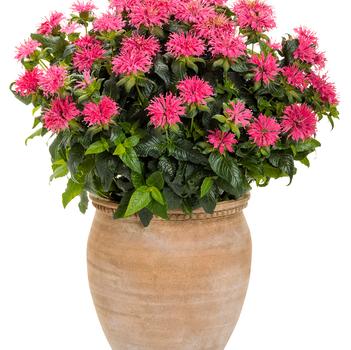 Monarda didyma 'Pardon My Rose' 