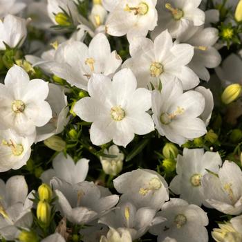 Campanula interspecific