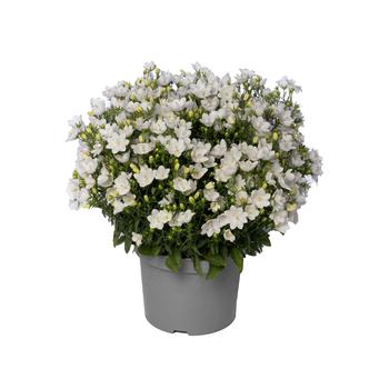 Campanula interspecific Cariboo&trade; '' (314850)