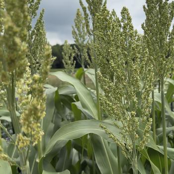 Sorghum Prairie Pearls™ '' (314851)