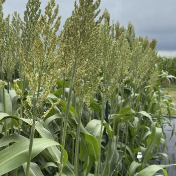 Sorghum Prairie Pearls™ '' (314852)