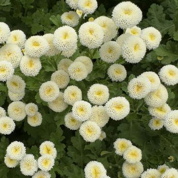 Tanacetum parthenium 'Rio' 