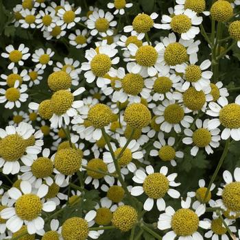 Tanacetum parthenium 'Cameron' 