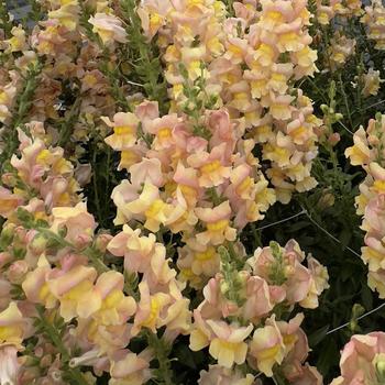 Antirrhinum majus