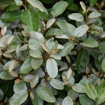Elaeagnus x ebbingei