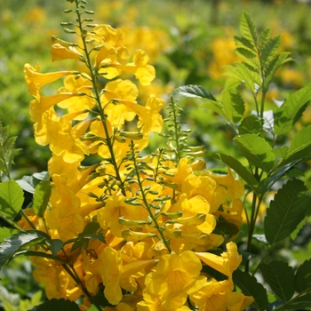 Tecoma stans 'Gold Star&trade;' PP21012
