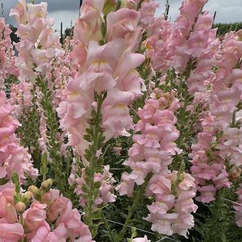 Antirrhinum majus