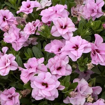 Calibrachoa MiniFamous&reg; 'Uno Double Light Pink' (314878)