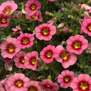 Calibrachoa 'Coral Flash'