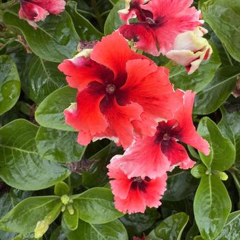 Catharanthus 'Electric Salmon Eye' 
