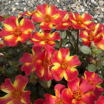 Portulaca oleracea 'Scarlet Twist' 