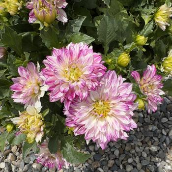 Dahlia variabilis 'Darlin' Pink Tint' 