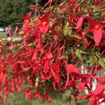 Begonia boliviensis Waterfalls&reg; 'Encanto Pink' (314885)