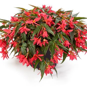 Begonia boliviensis Waterfalls&reg; 'Encanto Pink' (314886)