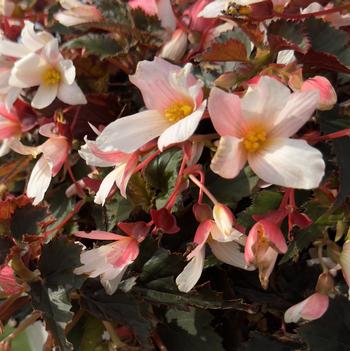 Begonia boliviensis