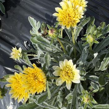 Gazania 'Sterling Silver Yellow' (314888)