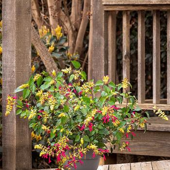 Salvia x buchananii Fashion&reg; '' (314892)