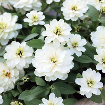 Zinnia Profusion '' (314913)