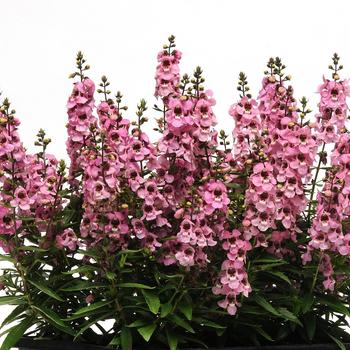 Angelonia angustifolia Serenita® '' (314915)