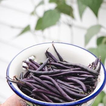 Phaseolus vulgaris 'Majesty' (314920)