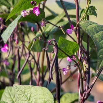 Phaseolus vulgaris 'Majesty' (314921)