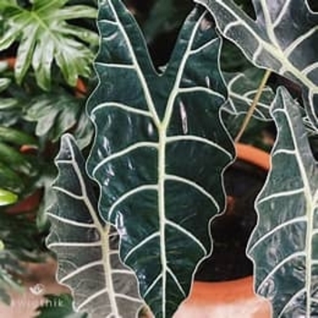 Alocasia 'Portatora' 