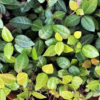 Trachelospermum asiaticum 'Summer Sunset' 