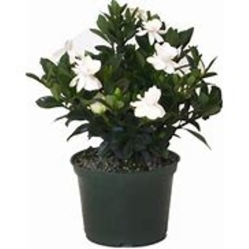 Gardenia jasminoides 'Aimee' PP25951P2